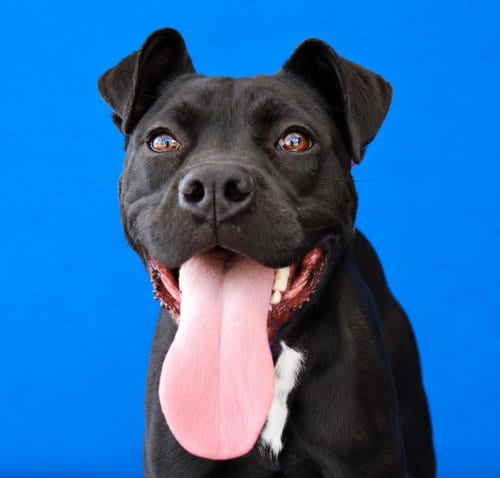 Photo of Tanya, adoptable Pit Bull Terrier in Pasadena, California