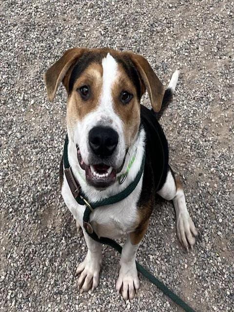 Photo of Melvin, adoptable dog