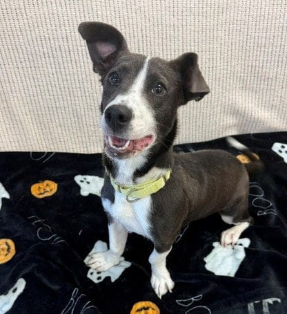 Photo of Marlowe, adoptable Jack Russell Terrier (Parson Russell Terrier) in Fort Wayne, Indiana