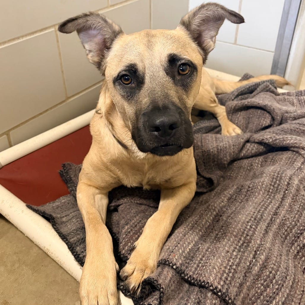 Photo of Willie, adoptable Mixed Breed (Medium) in Grand Rapids, Michigan