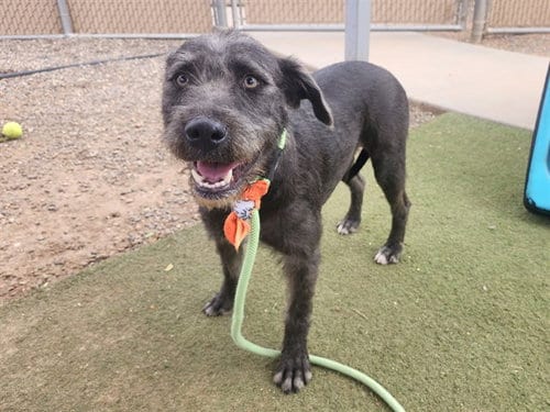 Photo of Apple, adoptable Schnauzer in Phoenix, Arizona