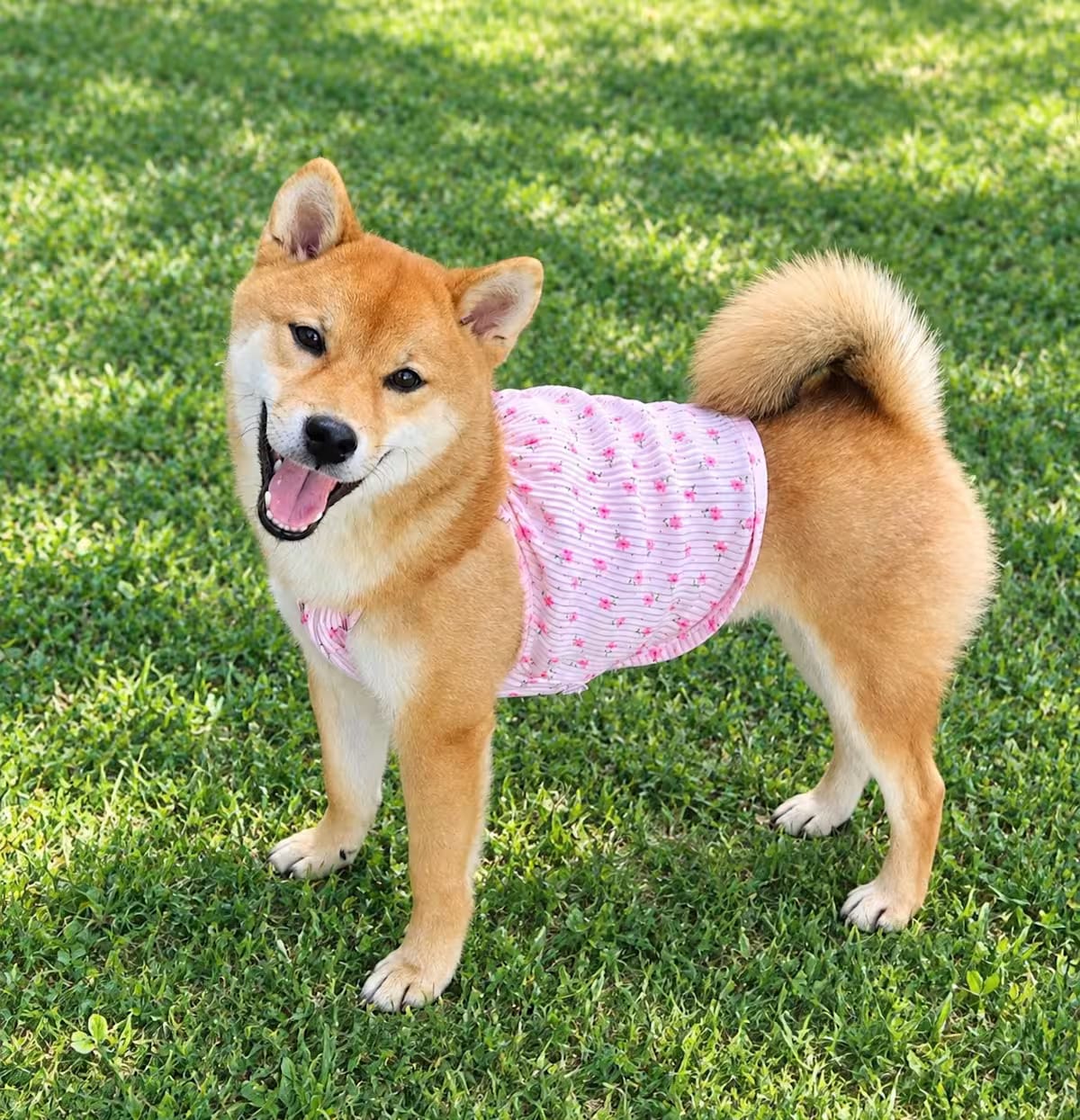 Photo of Yuki, adoptable Shiba Inu in Plainfield, New Jersey