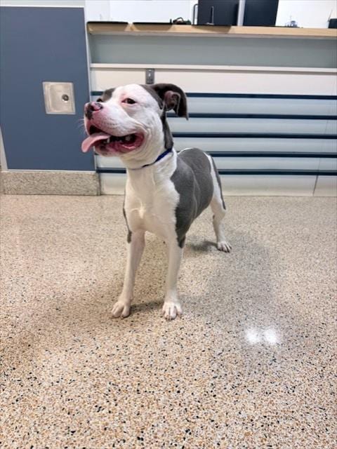 Photo of Hope, adoptable American Pit Bull Terrier in Miami, Florida