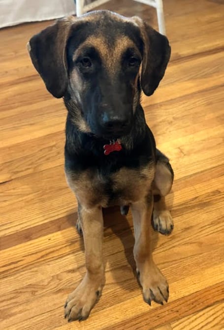Photo of Buster, adoptable German Shepherd Dog in San Diego, California