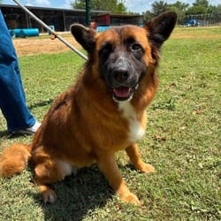 Photo of Sheeba JuM, adoptable German Shepherd Dog Belgian Malinois in Hartford, Connecticut