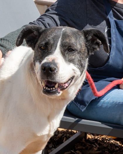 Photo of Liz Taylor, adoptable dog in Chamblee, Georgia