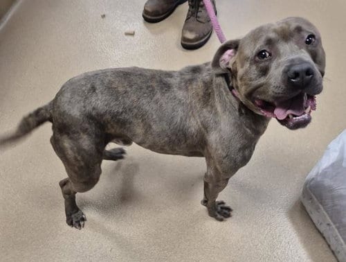 Photo of Capone, adoptable Pit Bull Terrier in Decatur, Illinois
