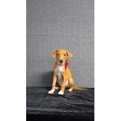 Photo of Melvin, adoptable Mixed Breed (Medium) in Medfield, Massachusetts