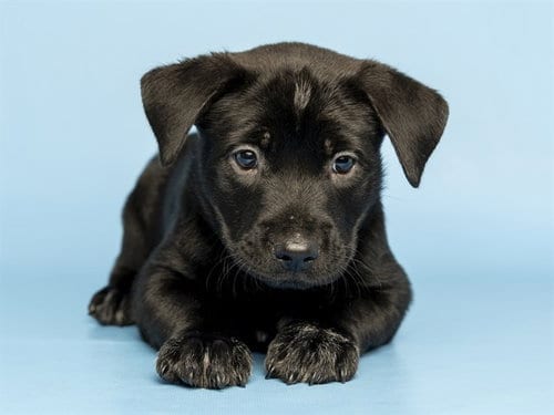 Photo of Butter, adoptable American Pit Bull Terrier in Phoenix, Arizona