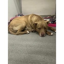 Photo of Brooks, adoptable Terrier (Unknown Type, Medium) in Wantagh, New York