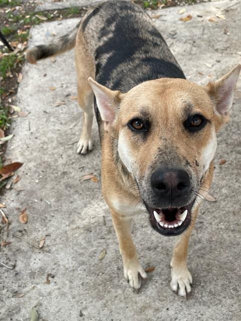 Photo of Catalina, adoptable Catahoula Leopard Dog in Miami, Florida