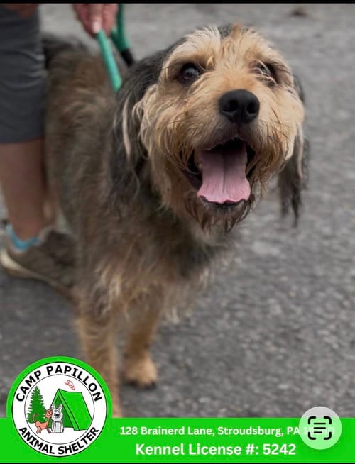 Photo of Scooby, adoptable Terrier in Stroudsburg, Pennsylvania