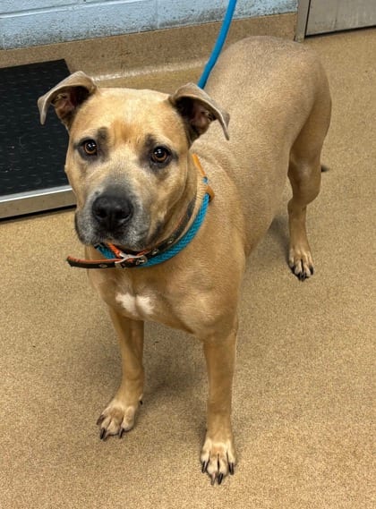 Photo of Orlantha, adoptable dog in Chamblee, Georgia
