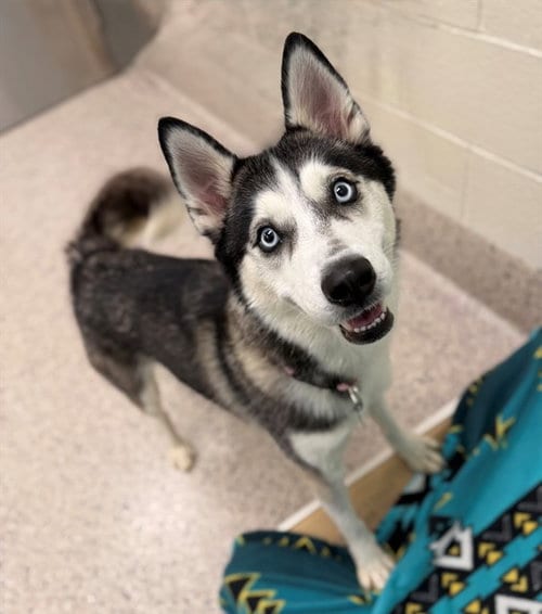 Photo of Girlfriend, adoptable Siberian Husky in Brighton, Colorado
