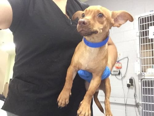 Photo of Tater, adoptable Chihuahua in Thousand Palms, California