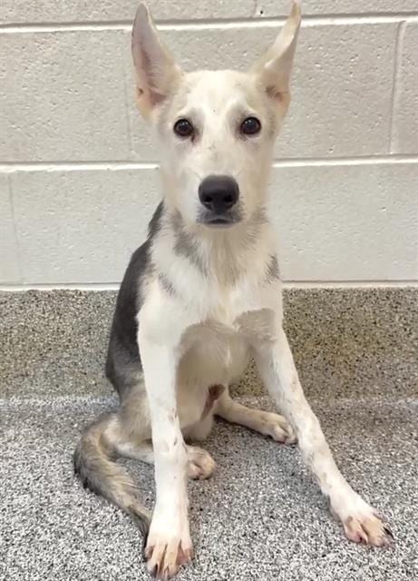 Photo of Geezer, adoptable Siberian Husky in Houston, Texas