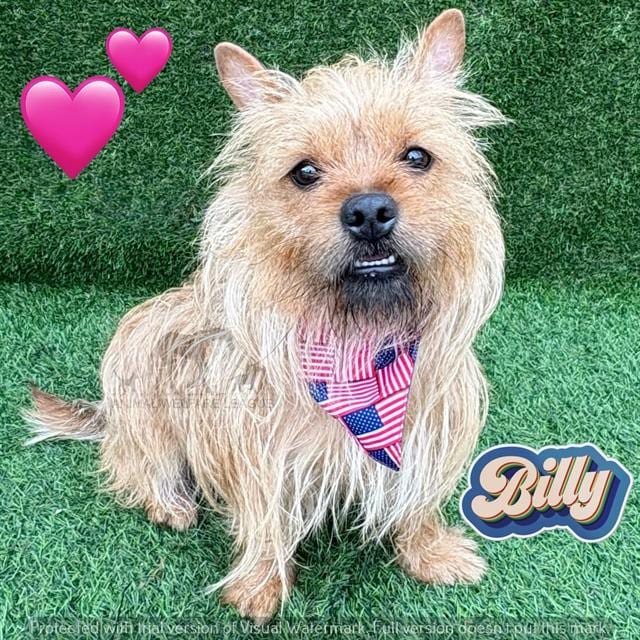 Photo of Billy, adoptable Terrier mix in Chicago Ridge, Illinois