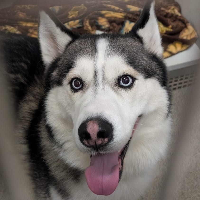 Photo of Mystic, adoptable Husky, Siberian in Ballston Spa, New York
