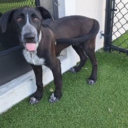 Photo of Nori Nanami 3941, adoptable Labrador Retriever Mixed Breed (Medium) in Loxahatchee, Florida
