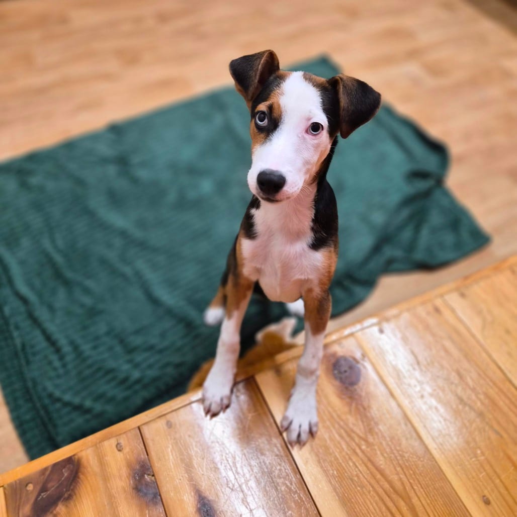 Photo of Harlow, adoptable Coonhound / Mix in Woodstock, Illinois