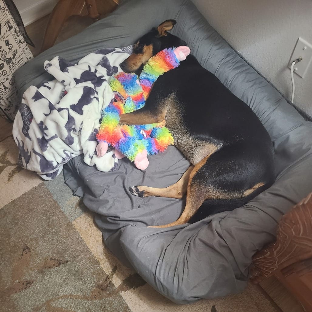 Photo of Venus, adoptable Pinscher, Doberman / Mix in Houston, Texas