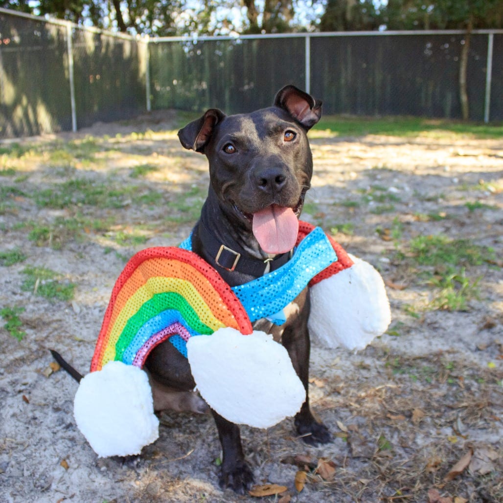 Photo of Phil, adoptable Mixed Breed (Medium) in Gainesville, Florida