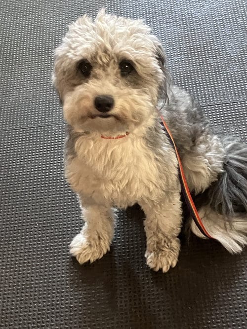 Photo of Casey, adoptable Poodle (unknown type) in Polson, Montana