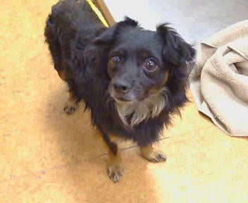 Photo of Charlie, adoptable Chihuahua in Sacramento, California
