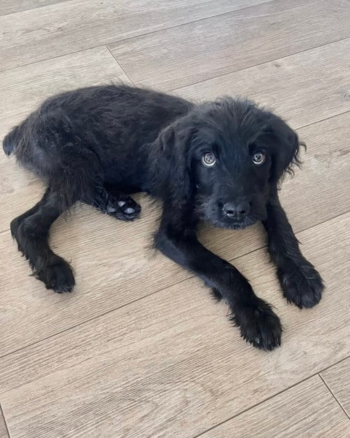 Photo of Ozzy, adoptable Terrier in Corona, California