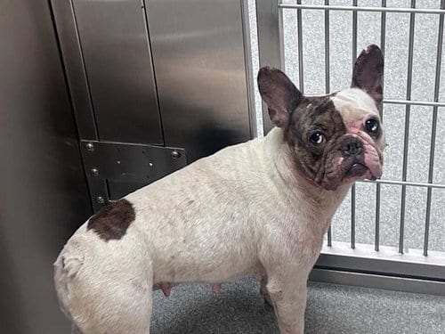 Photo of Tigerlily, adoptable French Bulldog in Orange, California