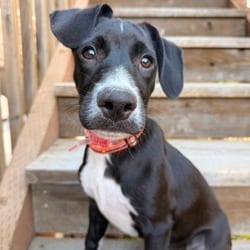 Photo of 1130 (2026) Parker, adoptable Collie Mixed Breed (Medium) in Parker, Colorado