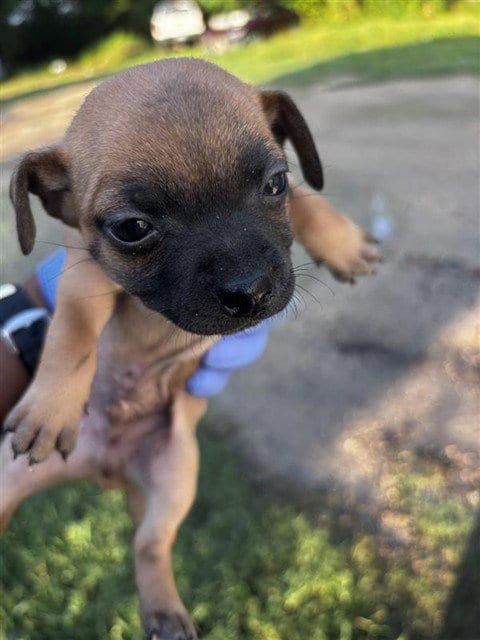 Photo of A661702, adoptable Chihuahua in Houston, Texas