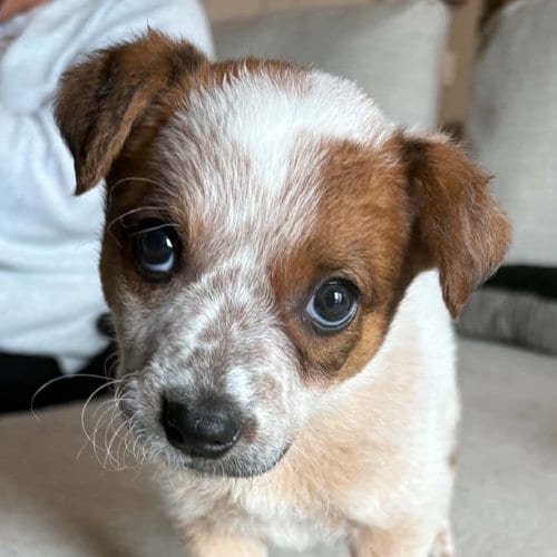 Photo of Mai Tai, adoptable Australian Cattle Dog/Blue Heeler in Normal, Illinois