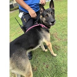 Photo of Baby, adoptable German Shepherd Dog in Jurupa Valley, California