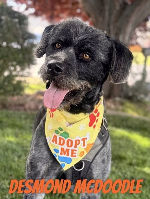 Photo of Desmond McDoodle, adoptable Poodle (Standard) in Sandy, Utah