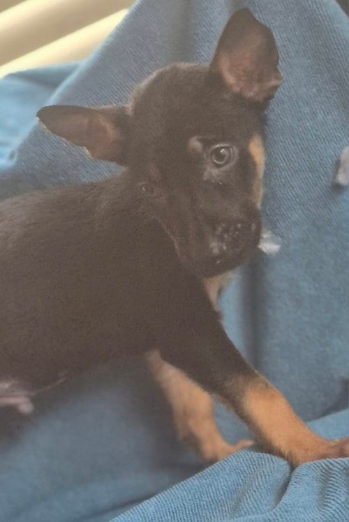 Photo of Thunder, adoptable German Shepherd Dog in The Woodlands, Texas