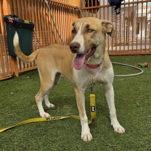 Photo of Plain Jane, adoptable Pit Bull Terrier in Las Vegas, Nevada