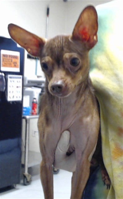 Photo of Chico, adoptable Chihuahua in Fayetteville, North Carolina