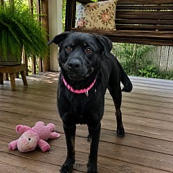 Photo of Female Black lab, black lab, adoptable Labrador Retriever Border Collie in Mt. Laurel, New Jersey