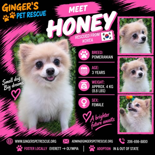 Photo of Honey From Korea, adoptable Pomeranian in Federal Way, Washington