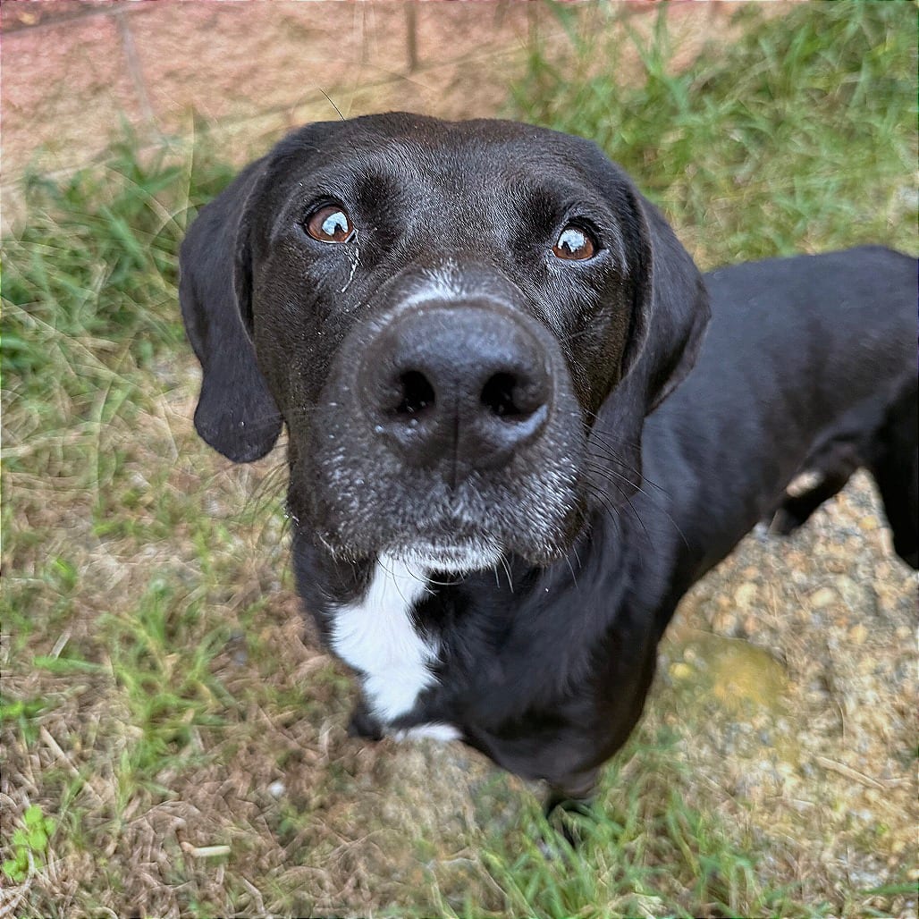 Photo of Merv, adoptable Mixed Breed (Large) in Fredericksburg, Virginia