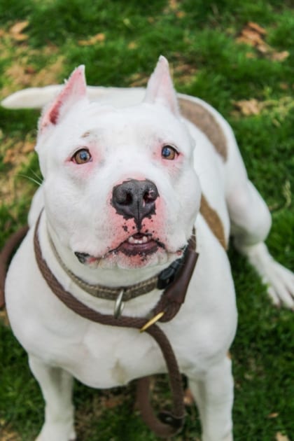 Photo of Katuri, adoptable dog in Chamblee, Georgia
