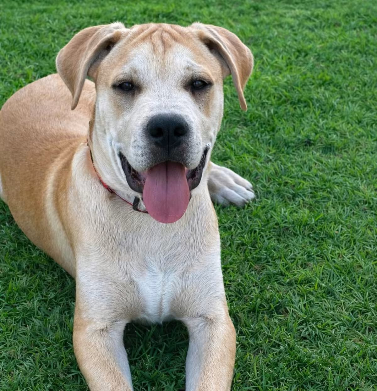 Photo of Breaker, adoptable Great Dane/Boxer in East Hartford, Connecticut