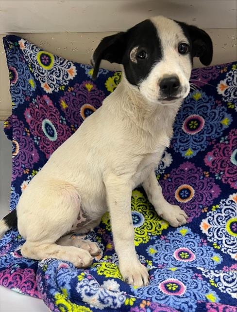 Photo of Carla, adoptable Australian Cattle Dog/Blue Heeler in HESPERIA, California
