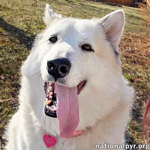 Photo of Milo in PA - Smart, Silly, Happy Boy, adoptable Great Pyrenees in Beacon, New York