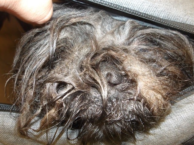 Photo of Max, adoptable Shih Tzu in Chicago, Illinois