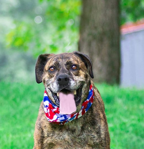Photo of Houston, adoptable Terrier in Unionville, Pennsylvania