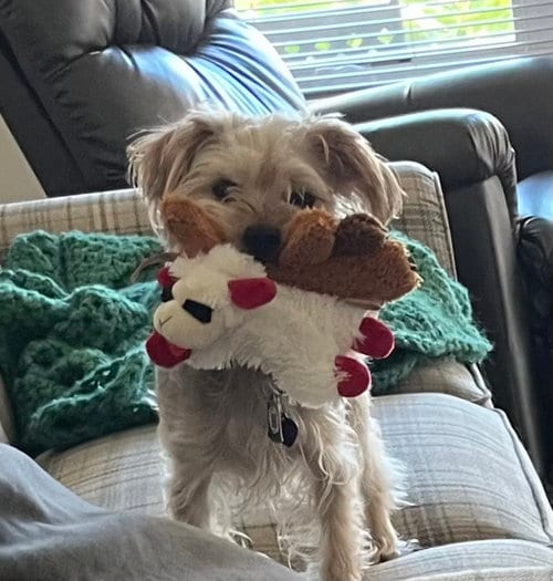 Photo of A Hot Coco, adoptable Yorkshire Terrier Yorkie in Allentown,, Pennsylvania