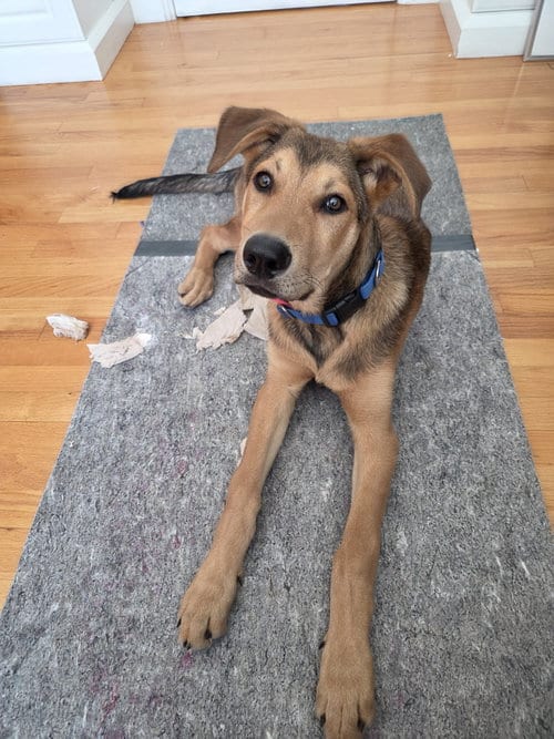 Photo of Biggie, adoptable Shepherd in Sunnyvale, California