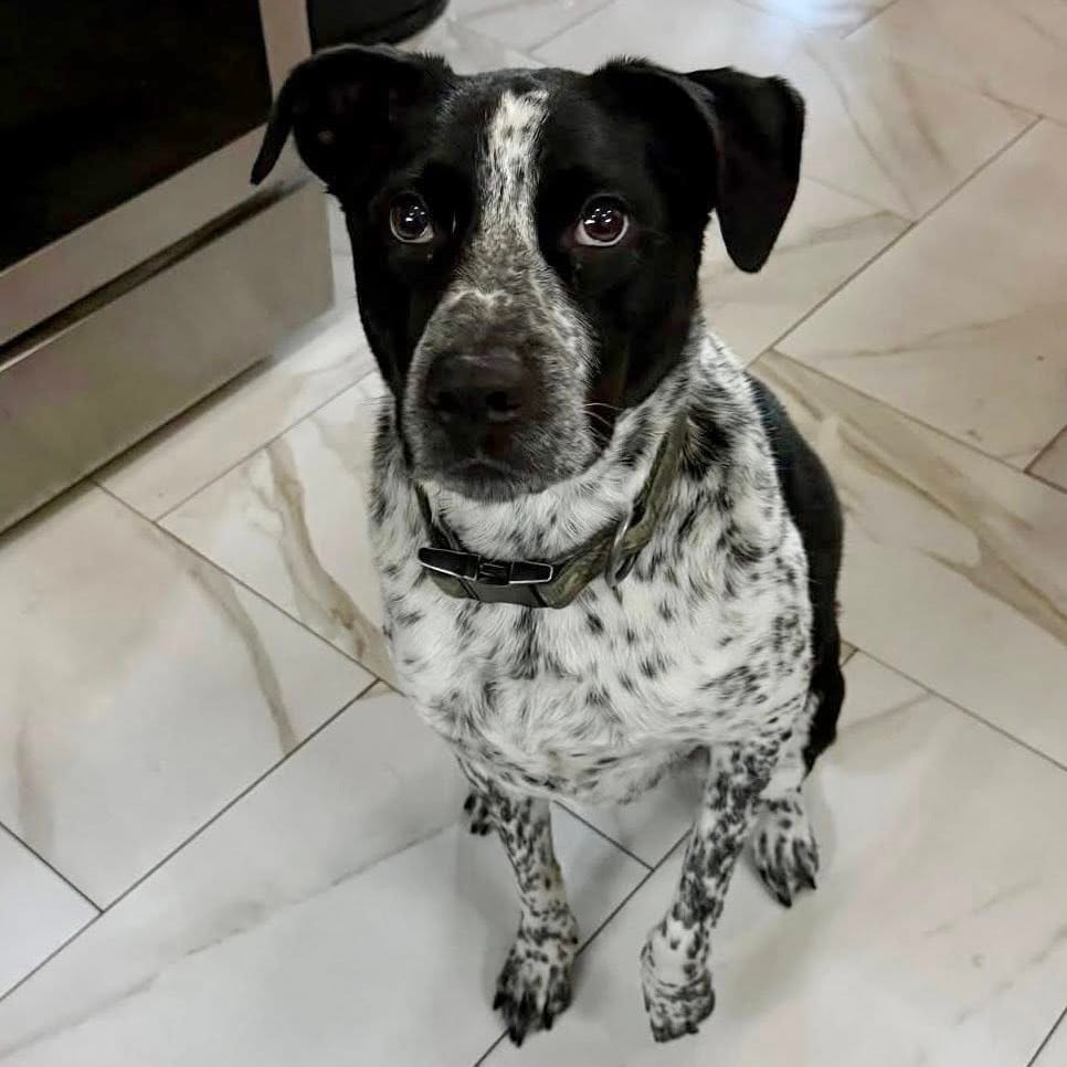 Photo of Merlot Romeo, adoptable Terrier, American Staffordshire / Mixed Breed (Medium) in Whitestone, New York